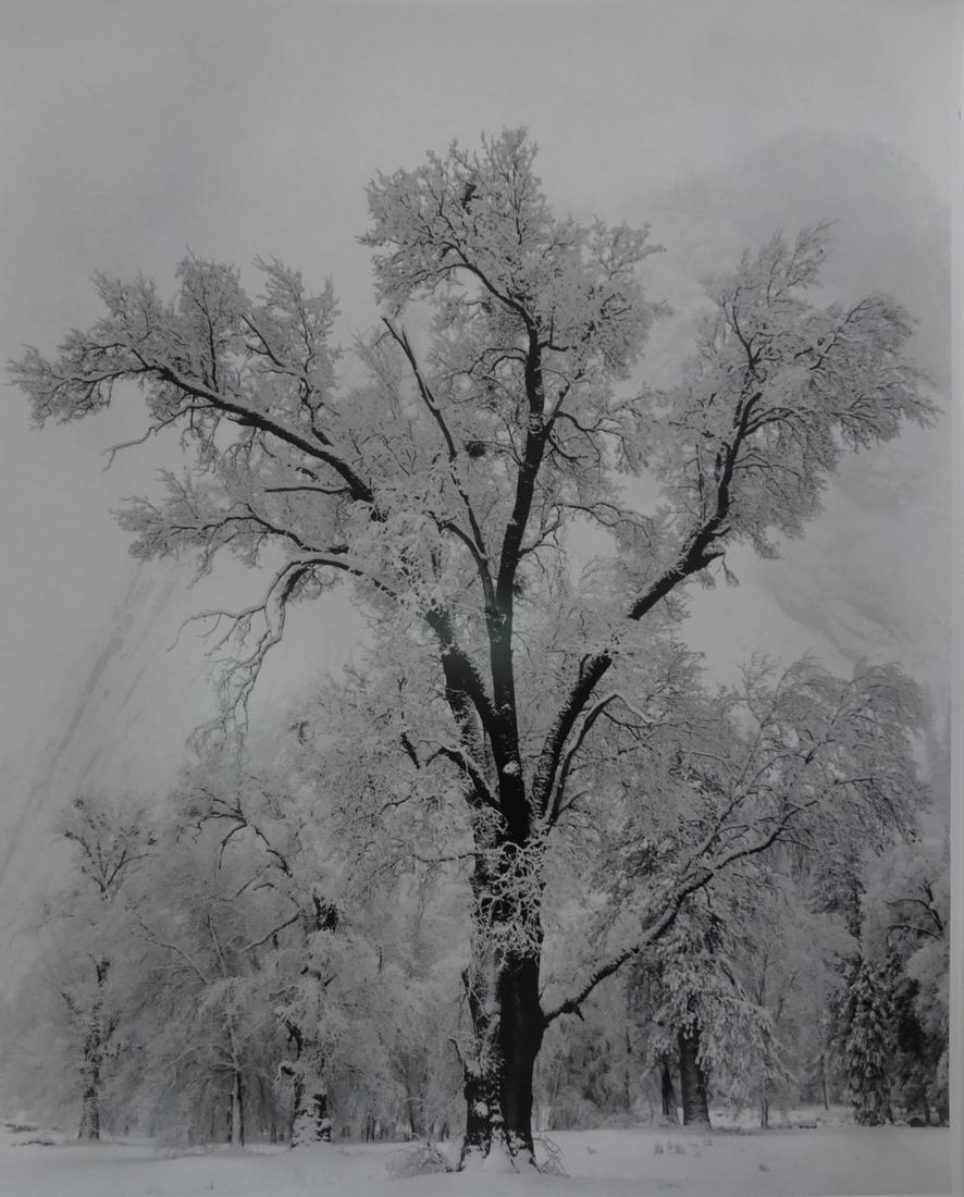 ANSEL ADAMS 'OAK TREE, SNOW STORM, YOSEMITE' LITHO (1 of 4)