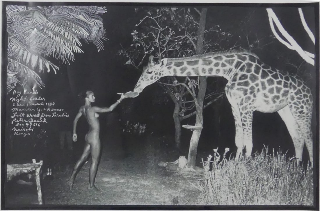PETER BEARD 'GIRAFFE FEEDING' PHOTO-LITHO (1 of 5)