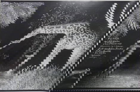 PETER BEARD 'GIRAFFE FEEDING' PHOTO-LITHO: Peter Beard photo-litho depicting a woman feeding giraffe. Sheet measures 35 3/4" x 23 1/2".
