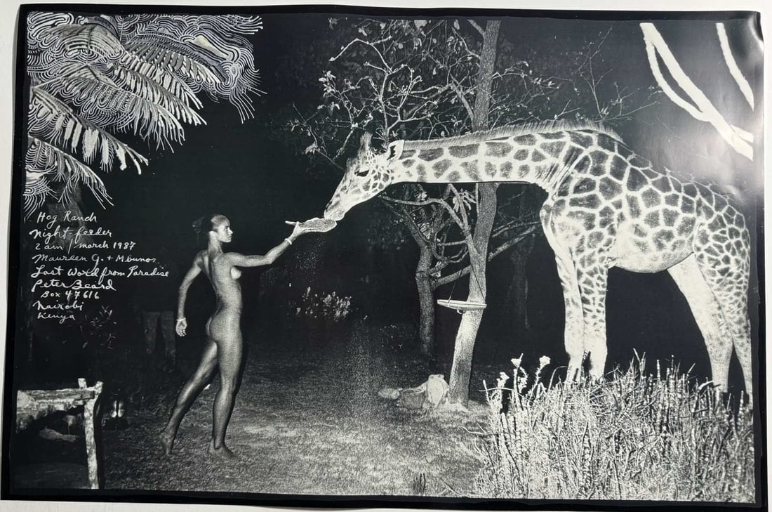 PETER BEARD 'NIGHT GIRAFFE FEEDING' PHOTO PRINT: Peter Beard (American, 1938-2020) 'Night Giraffe Feeding' Photo. Printed later. Measures 24 x 36 inches.