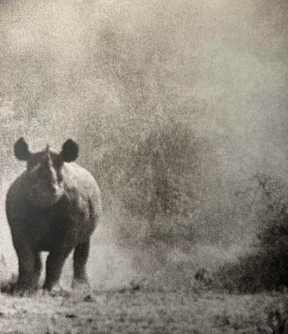 PETER BEARD 'RHINO' PRINT: Peter Beard 'Rhino' print. Mounted. Measures 11.75 x 10.25 inches.
