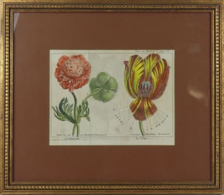 HAND COLORED BOTANICAL ILLUSTRATION ENGRAVING