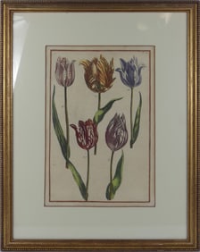 HAND COLORED TULIPS BOTANICAL ENGRAVING