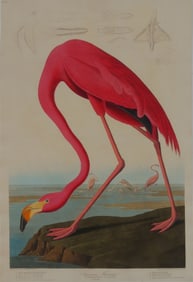 AUDUBON FLAMINGO COLOR PRINT