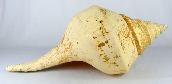 LARGE NATURAL CONCH SEASHELL