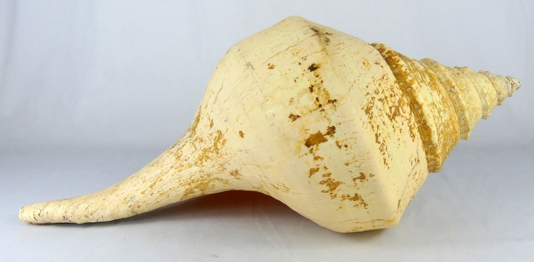 LARGE NATURAL CONCH SEASHELL (1 of 5)