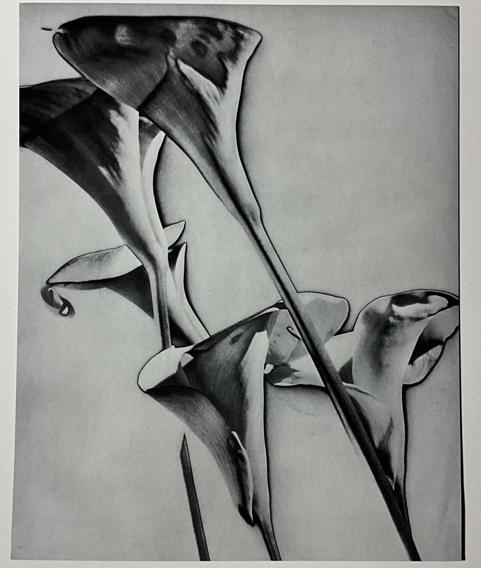 MAN RAY 'FLOWERS' PHOTO-LITHO: Man Ray (American, 1890-1976) 'Flowers' photo-litho. Mounted. Measures 8 x 10 inches.