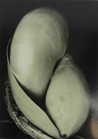 EDWARD WESTON 'SHELLS' PHOTO