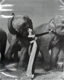 RICHARD AVEDON 'DOVIMA WITH ELEPHANTS' PHOTO