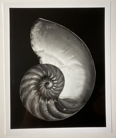 EDWARD WESTON 'NAUTILUS' PHOTO-LITHO