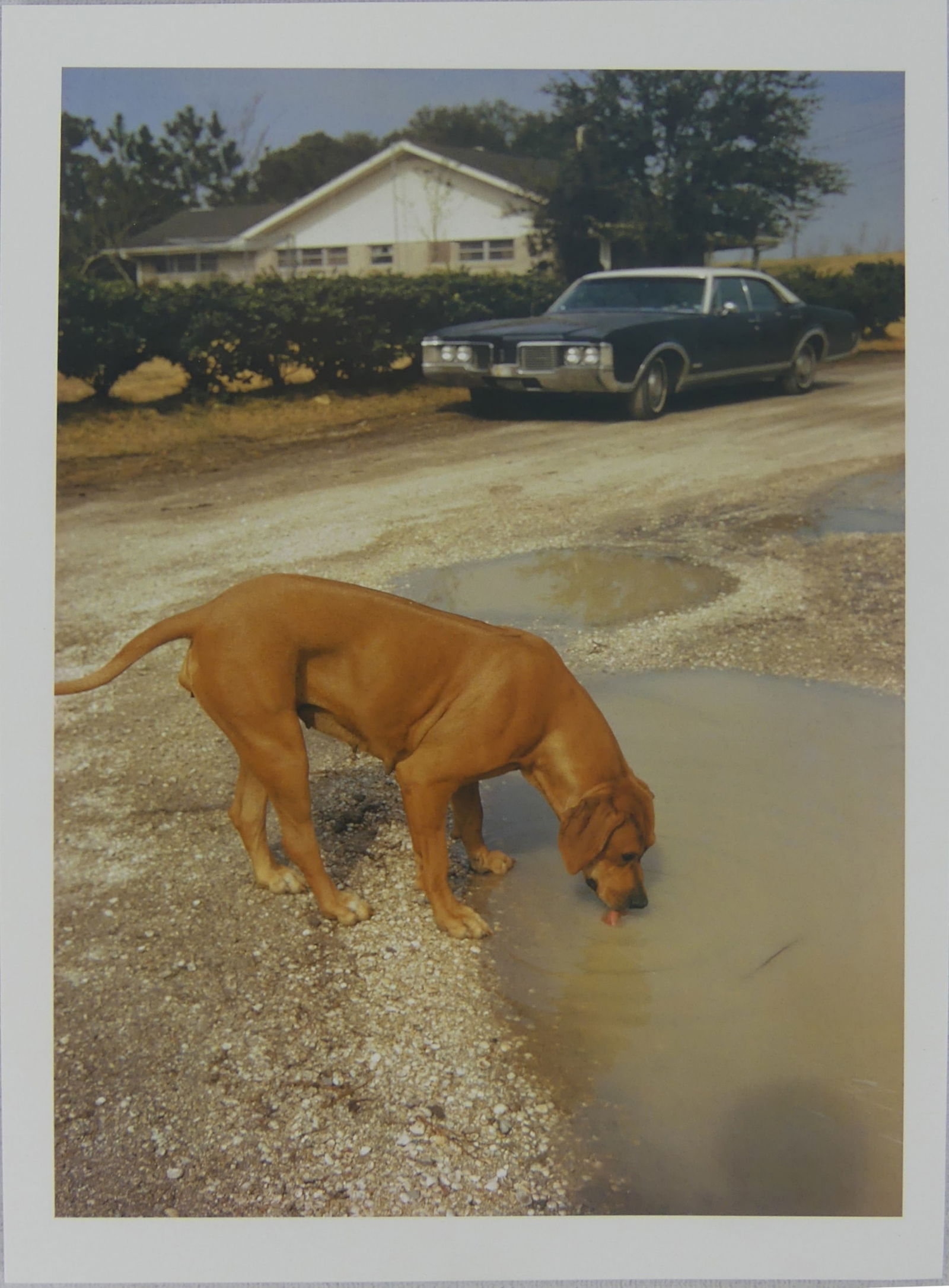 WILLIAM EGGLESTON 'ALGIERS, LOUSIANA' PHOTOGRAPH: William Eggleston photo print depicting a Rhodesian Ridgeback dog. Mounted. Sheet measures 8 3/8" x 6".