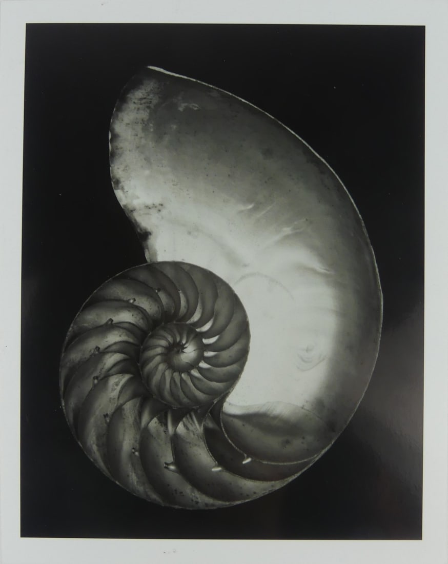 EDWARD WESTON 'NAUTILUS' PHOTO-LITHO: Edward Weston 'Nautilus' photo-litho. Mounted to cardstock. Measures 10" x 8".