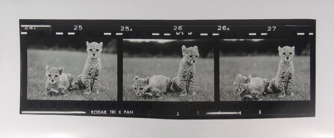 PETER BEARD 'CHEETAH CUBS TRIPTYCH' PHOTO-LITHO (1 of 5)