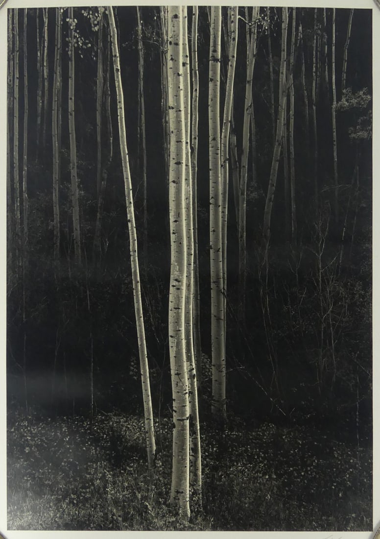ANSEL ADAMS 'ASPENS NEW MEXICO' SIGNED PHOTO-LITHO (1 of 6)