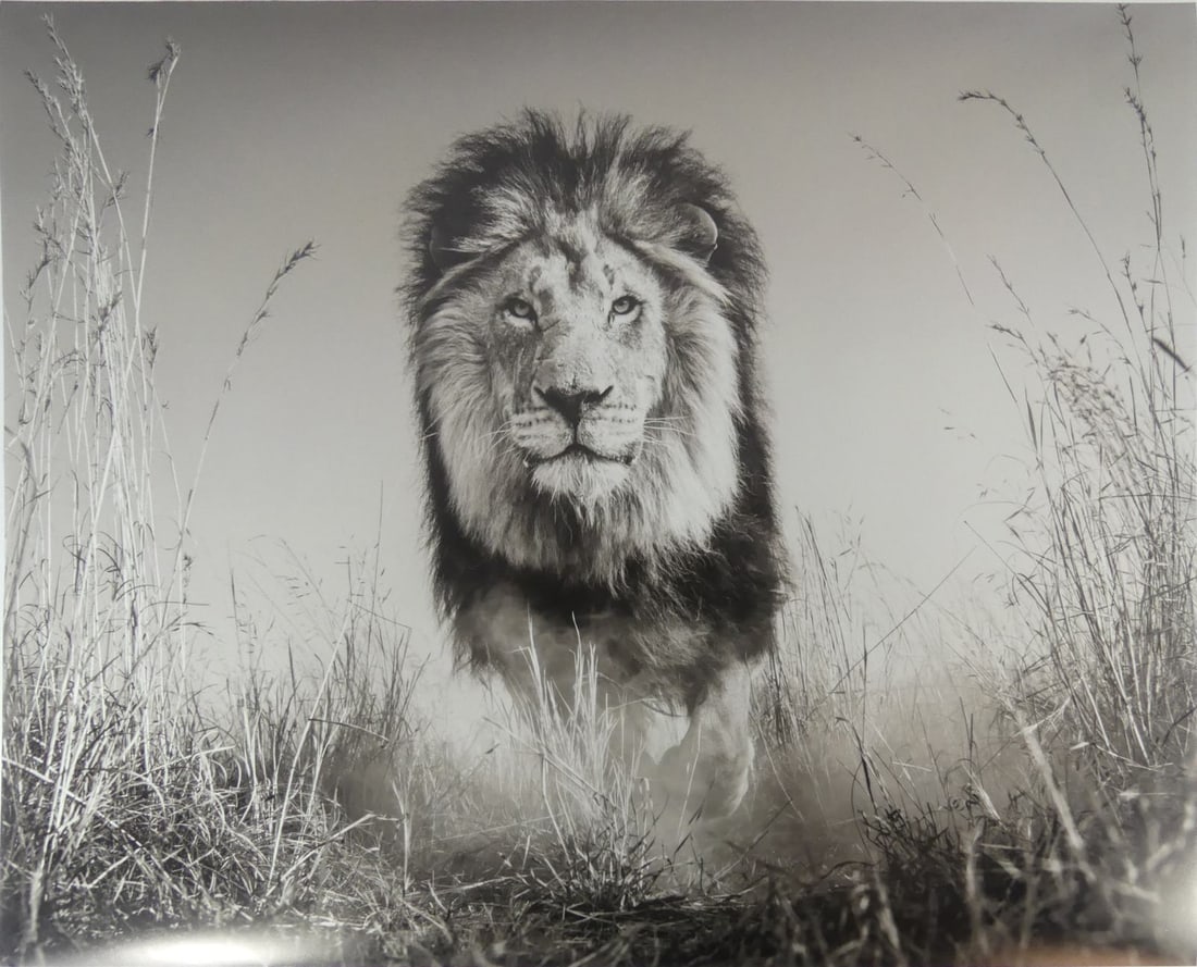 DAVID YARROW 'THE LION' PHOTO LITHO (1 of 5)