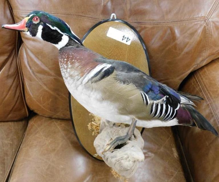 Taxidermy Mounted Duck - 16" x 15" x 14": See Photos for Details and Condition