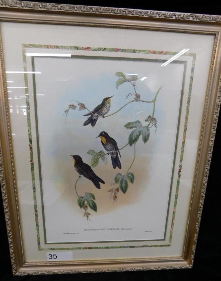 Framed Hummingbird Print - "Rhamphomicron Dorsale" - J. Gould and W. Hart - 24" x 19" (1 of 11)