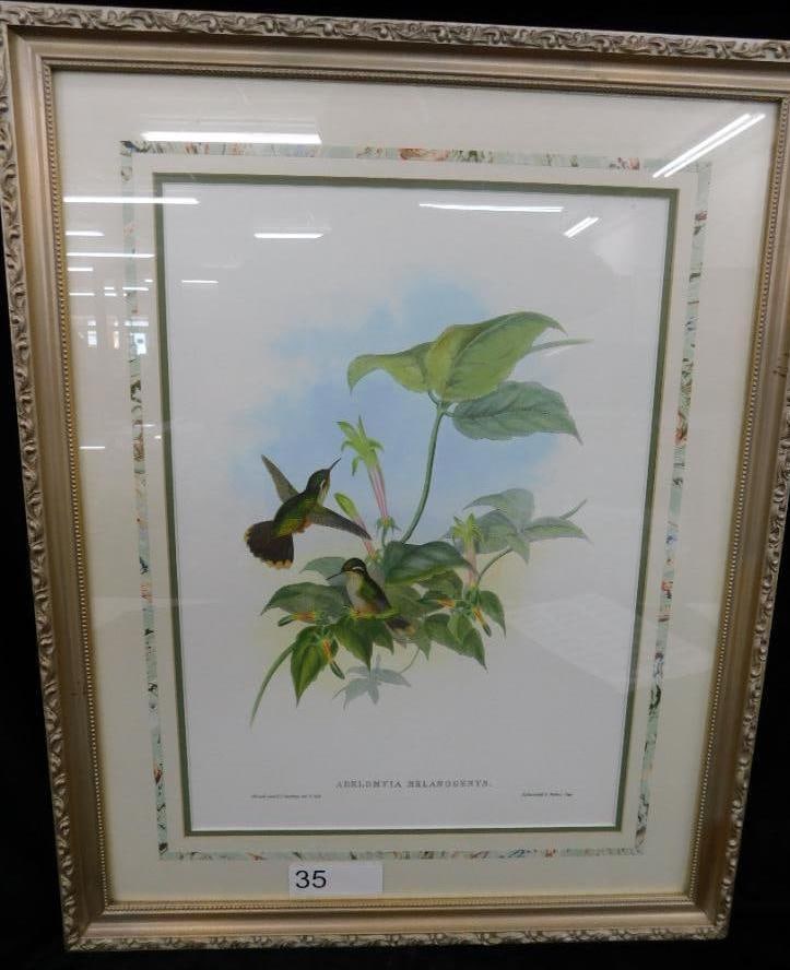 Framed Hummingbird Print - "Adelomyia Melanogenys" - J. Gould and H.C. Richter (1 of 12)