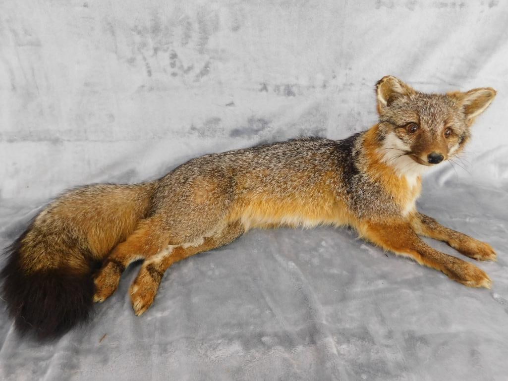 Taxidermy - Fox - 9.5" x 25" x 11" - 10