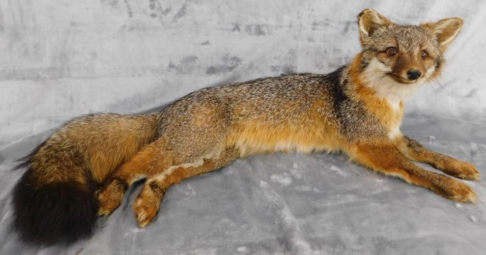Taxidermy - Fox - 9.5" x 25" x 11" (1 of 10)
