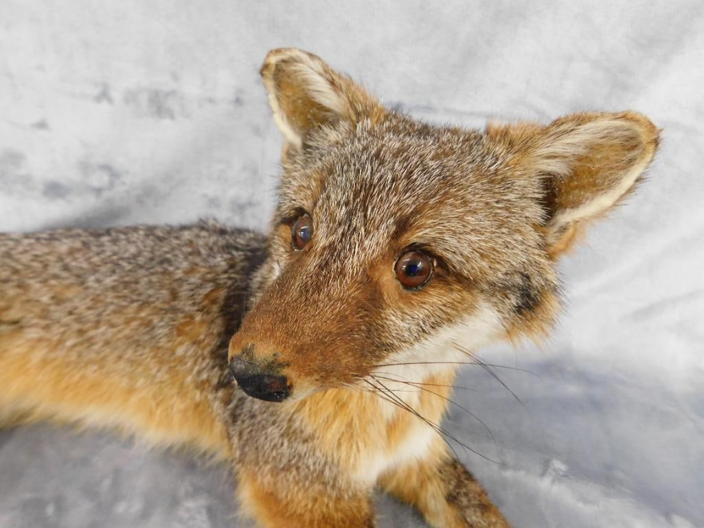 Taxidermy - Fox - 9.5" x 25" x 11" - 2