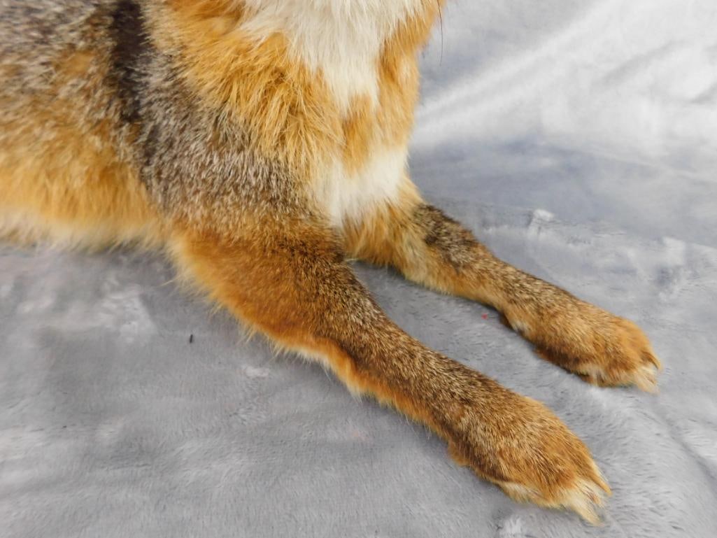 Taxidermy - Fox - 9.5" x 25" x 11" - 3