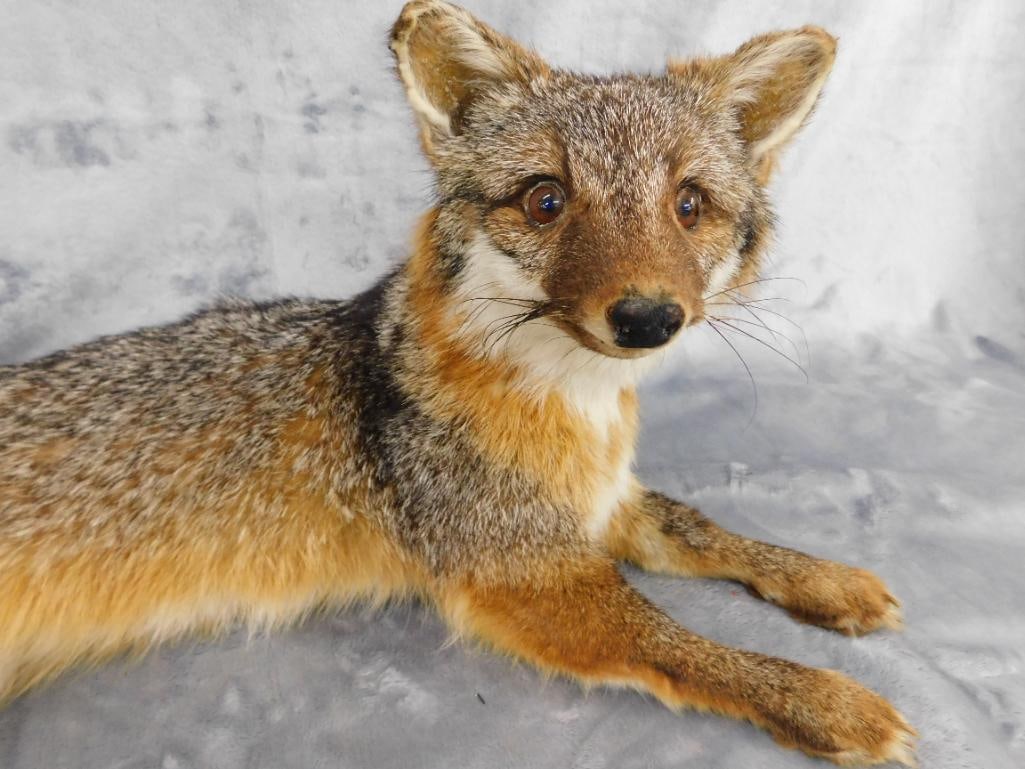 Taxidermy - Fox - 9.5" x 25" x 11" - 4