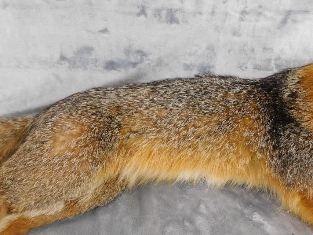 Taxidermy - Fox - 9.5" x 25" x 11" - 5