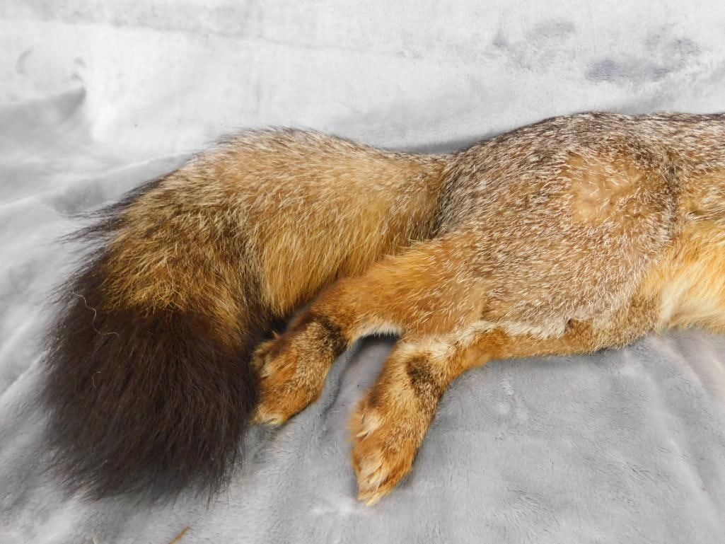 Taxidermy - Fox - 9.5" x 25" x 11" - 6