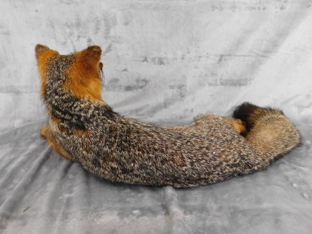 Taxidermy - Fox - 9.5" x 25" x 11" - 7