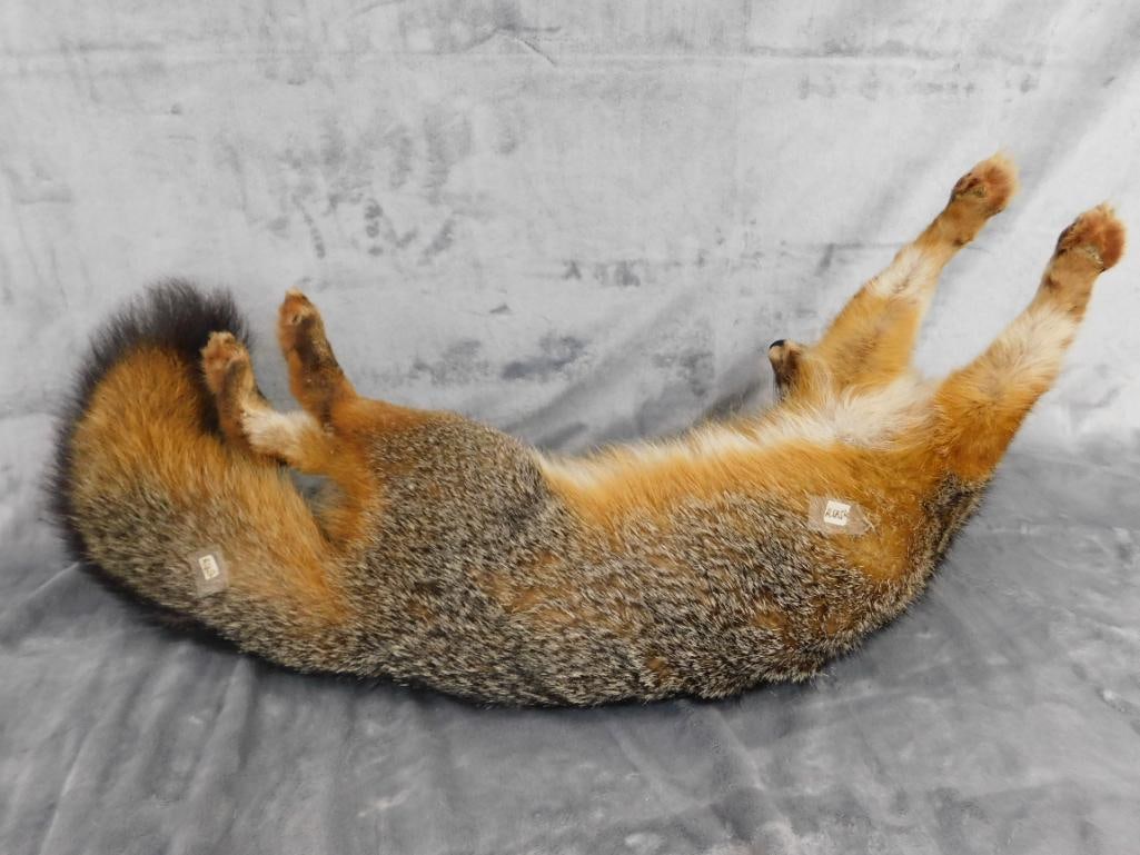 Taxidermy - Fox - 9.5" x 25" x 11" - 8