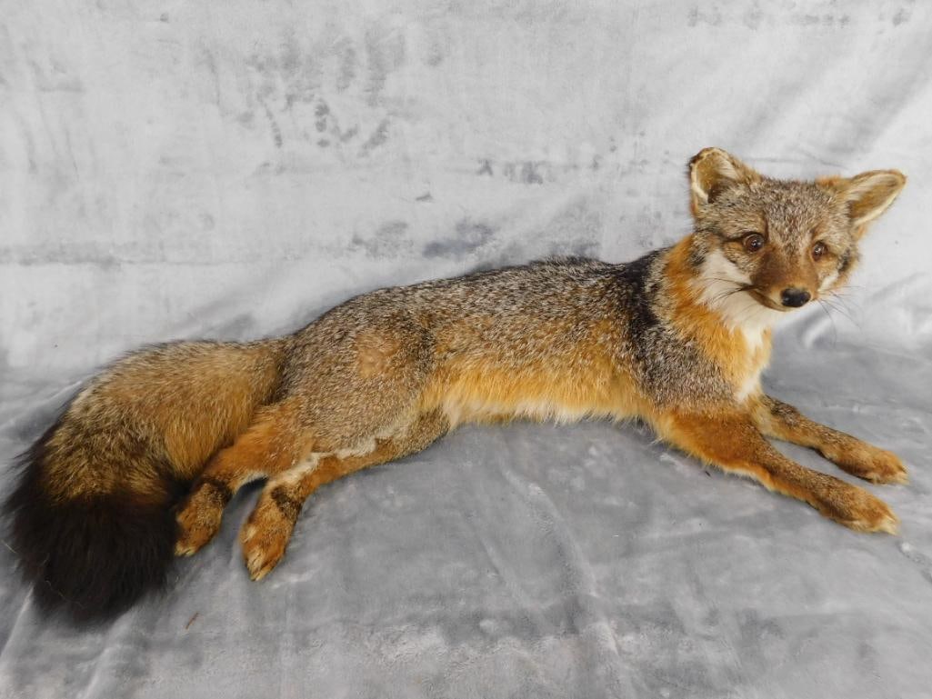 Taxidermy - Fox - 9.5" x 25" x 11" - 9