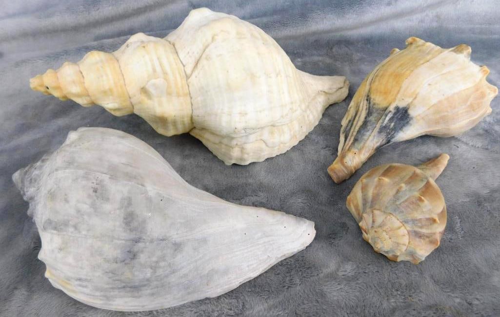 Group of 4 Seashells - 5" to 10" Long: See Photos For Condition and Details