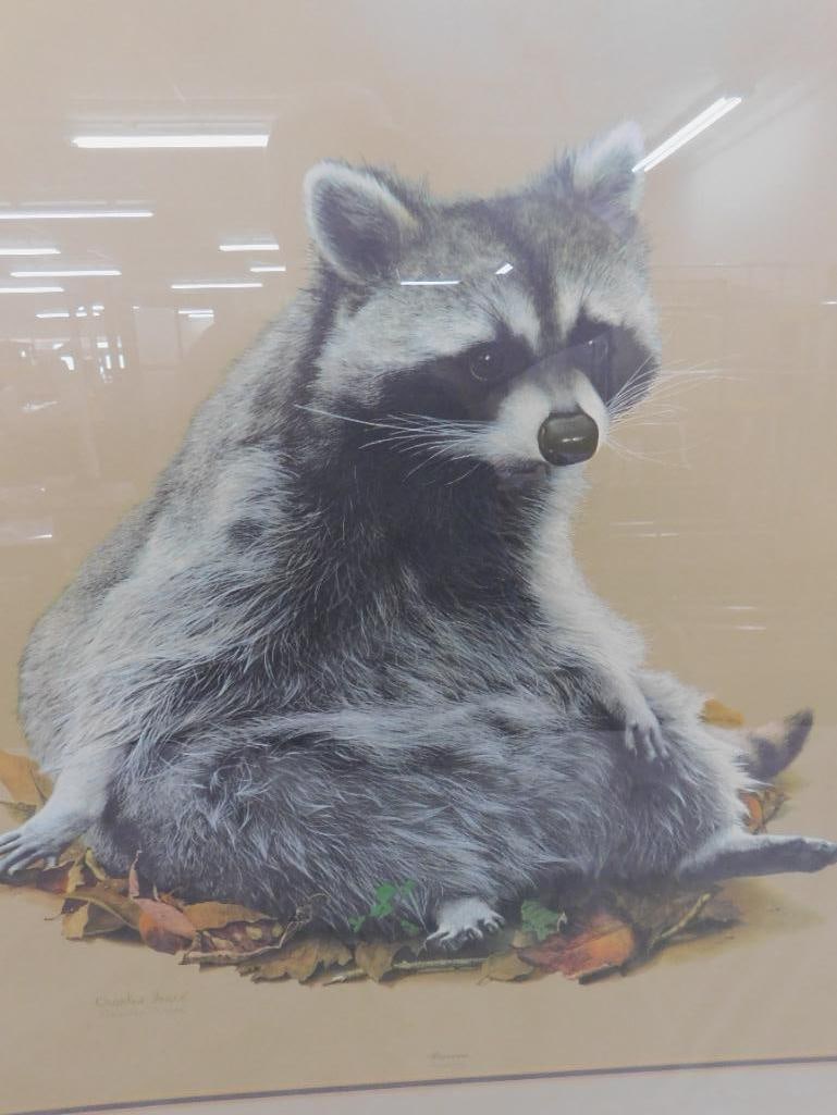 Charles Frace - "Raccoon" - Signed Print - 34" x 33" - 10
