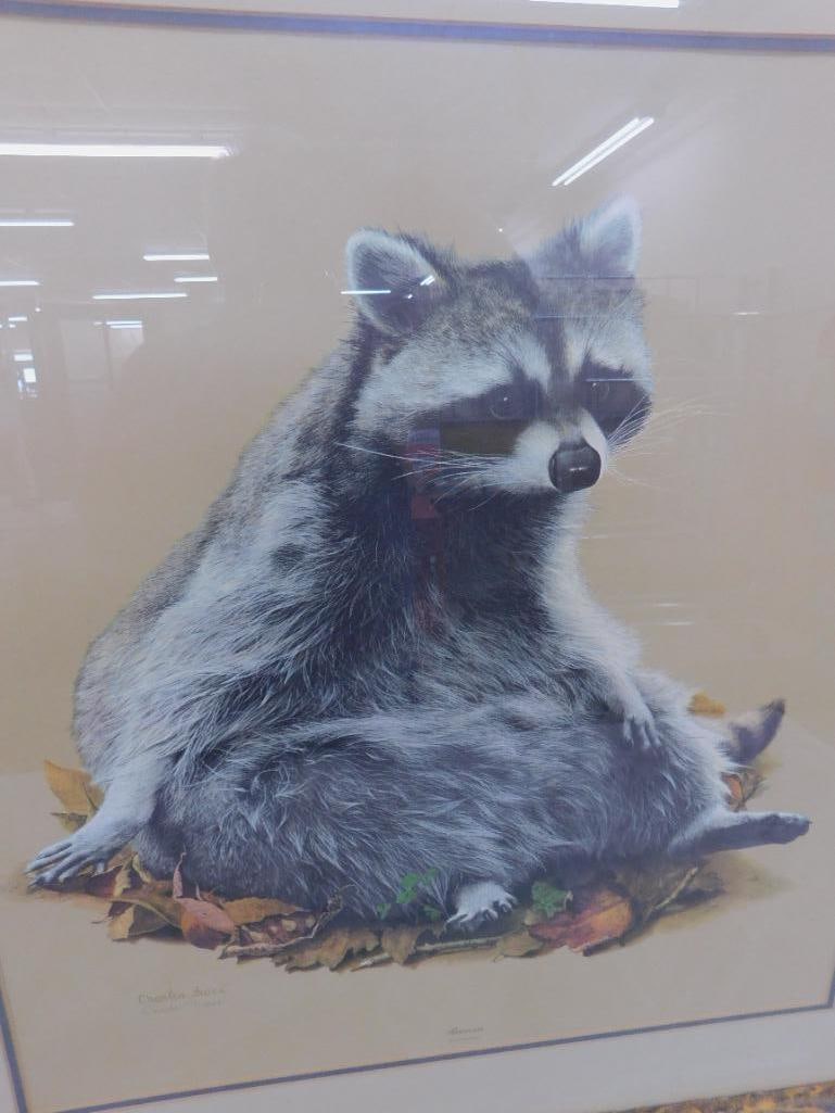 Charles Frace - "Raccoon" - Signed Print - 34" x 33" - 2