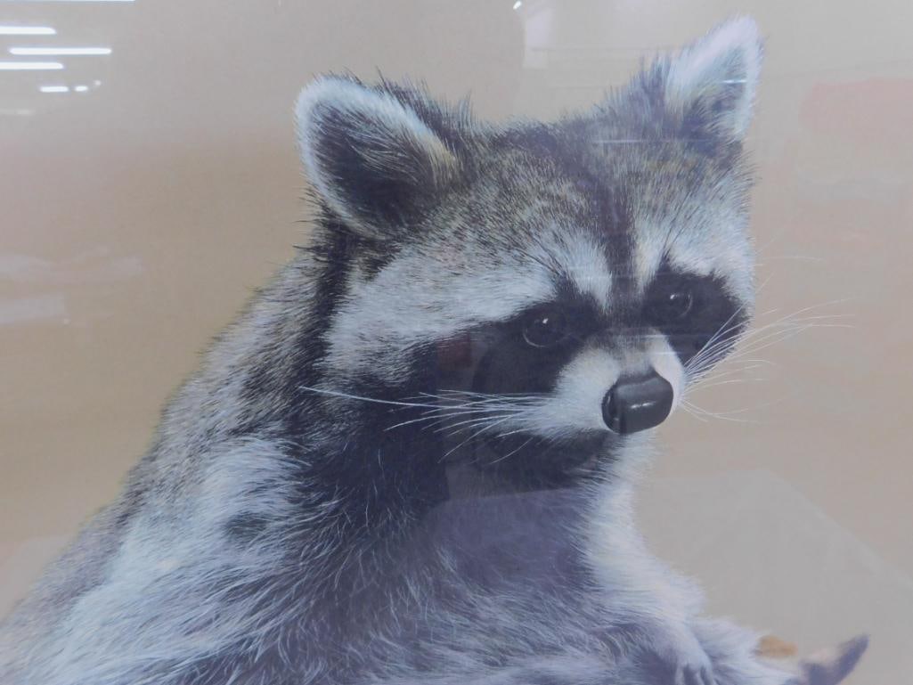 Charles Frace - "Raccoon" - Signed Print - 34" x 33" - 3
