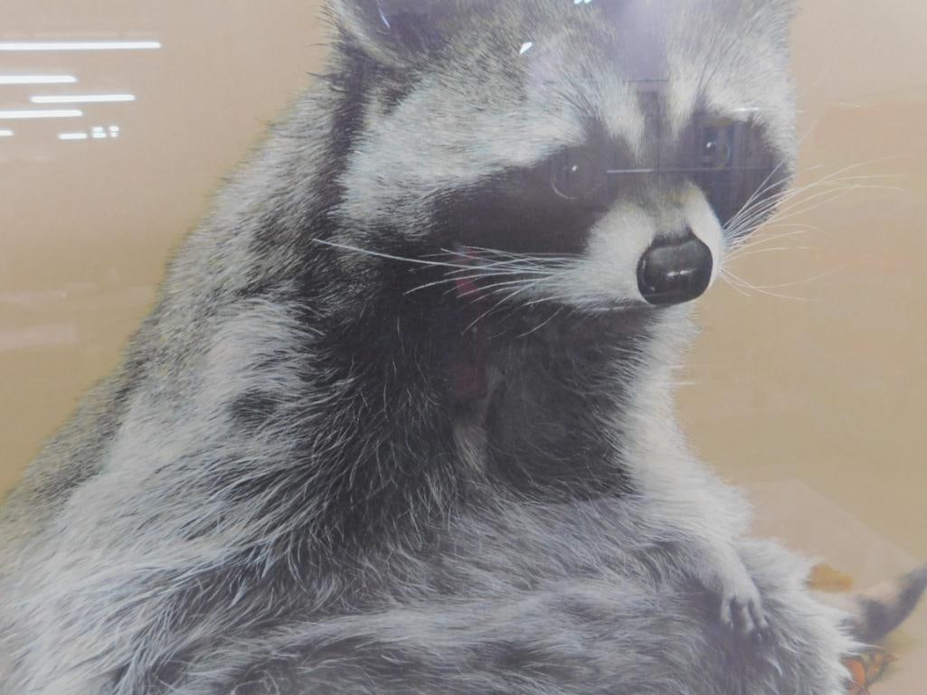 Charles Frace - "Raccoon" - Signed Print - 34" x 33" - 4