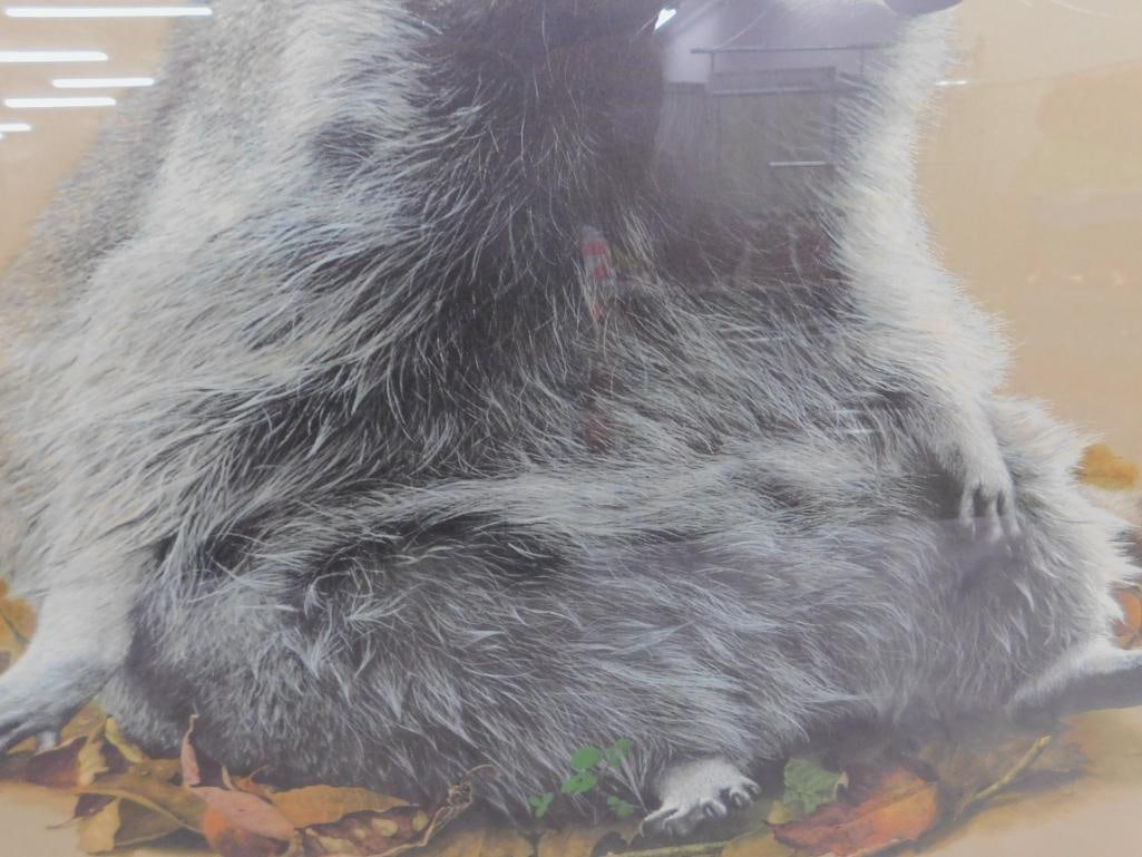 Charles Frace - "Raccoon" - Signed Print - 34" x 33" - 5