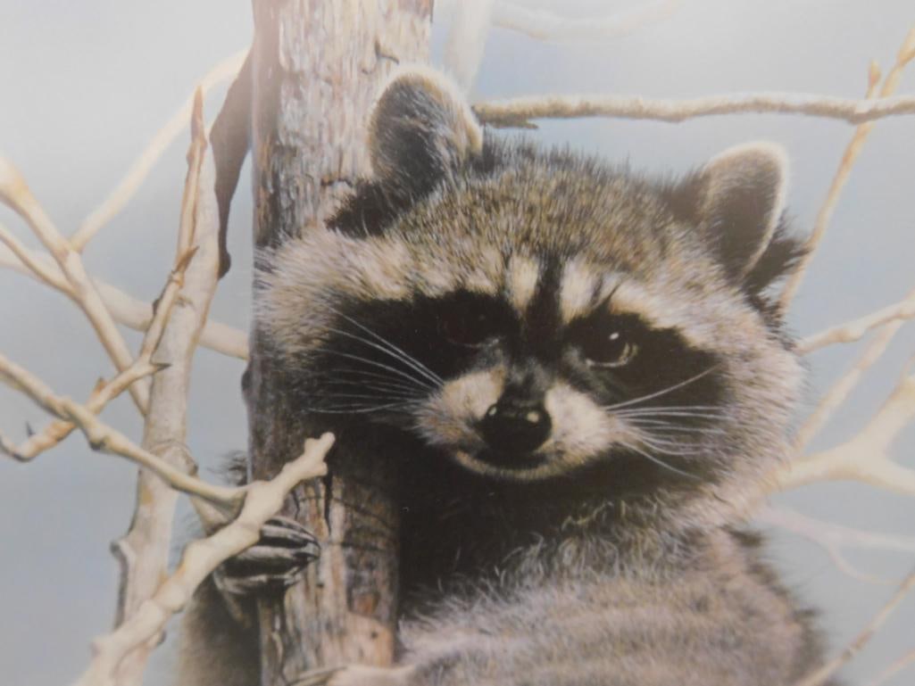 Charles Frace - "Bandit" - Limited Edition Signed Print 4451/6431 - 34" x 26" - 3
