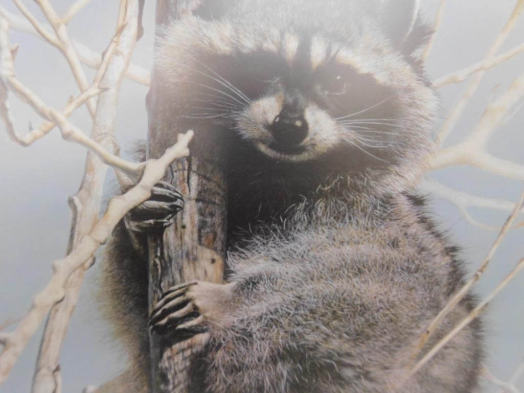 Charles Frace - "Bandit" - Limited Edition Signed Print 4451/6431 - 34" x 26" - 4
