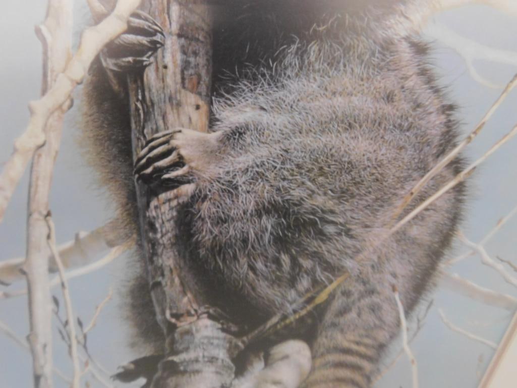 Charles Frace - "Bandit" - Limited Edition Signed Print 4451/6431 - 34" x 26" - 5