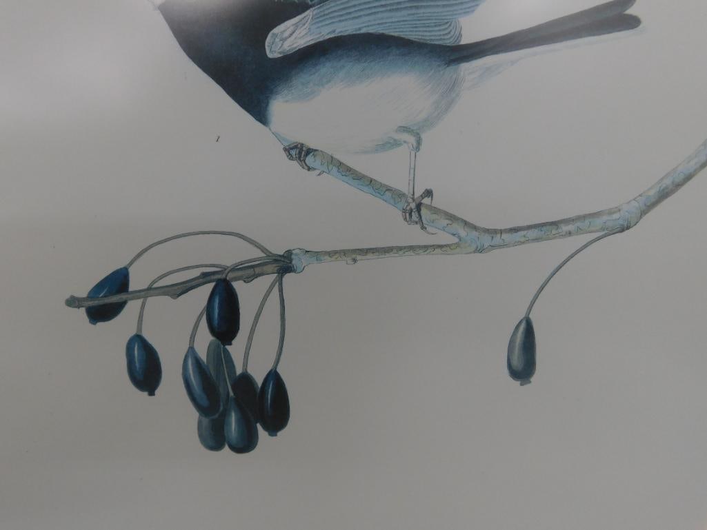 Audubon Print - No. 3 Plate XII - "Snow Birds" - 33" x 27" - 10