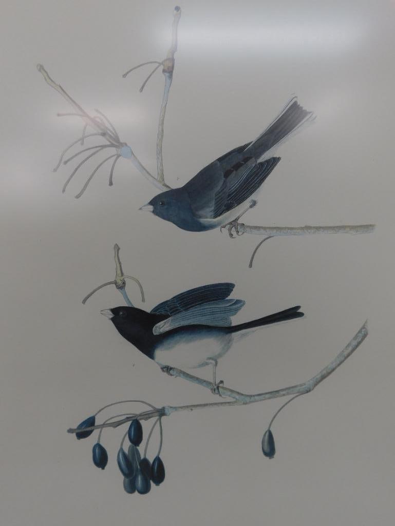 Audubon Print - No. 3 Plate XII - "Snow Birds" - 33" x 27" - 11