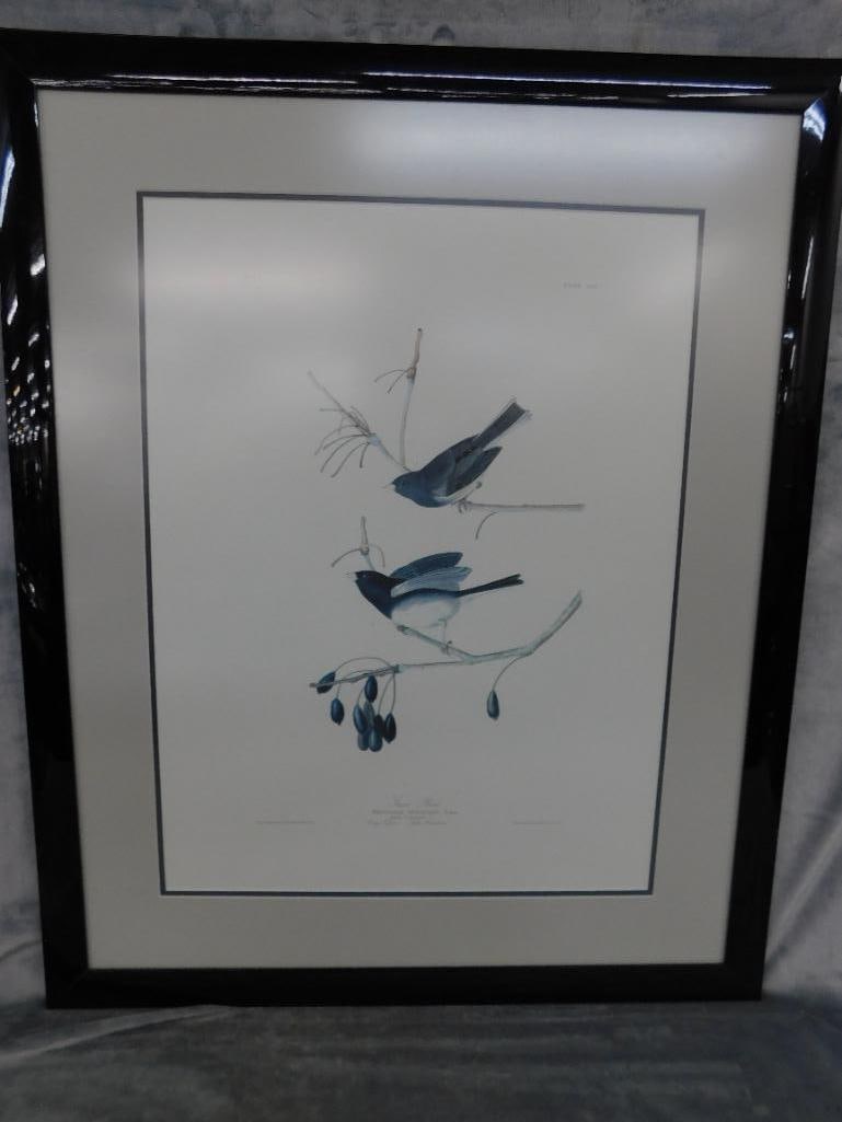 Audubon Print - No. 3 Plate XII - "Snow Birds" - 33" x 27" - 12