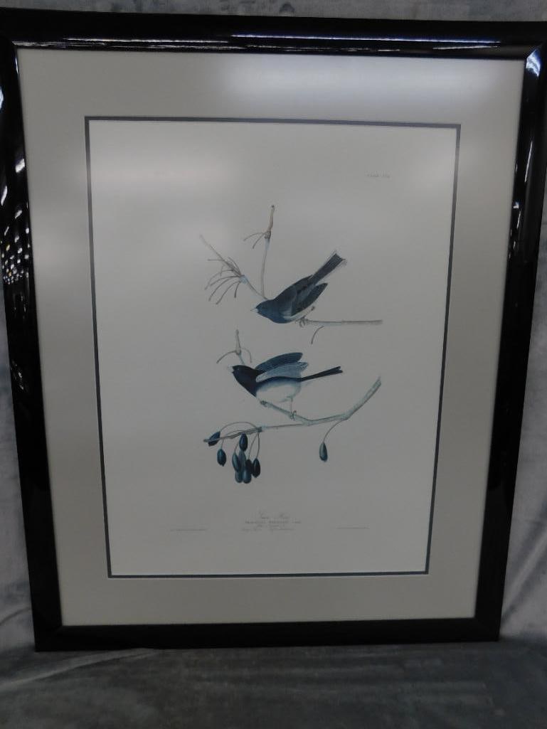 Audubon Print - No. 3 Plate XII - "Snow Birds" - 33" x 27" - 13