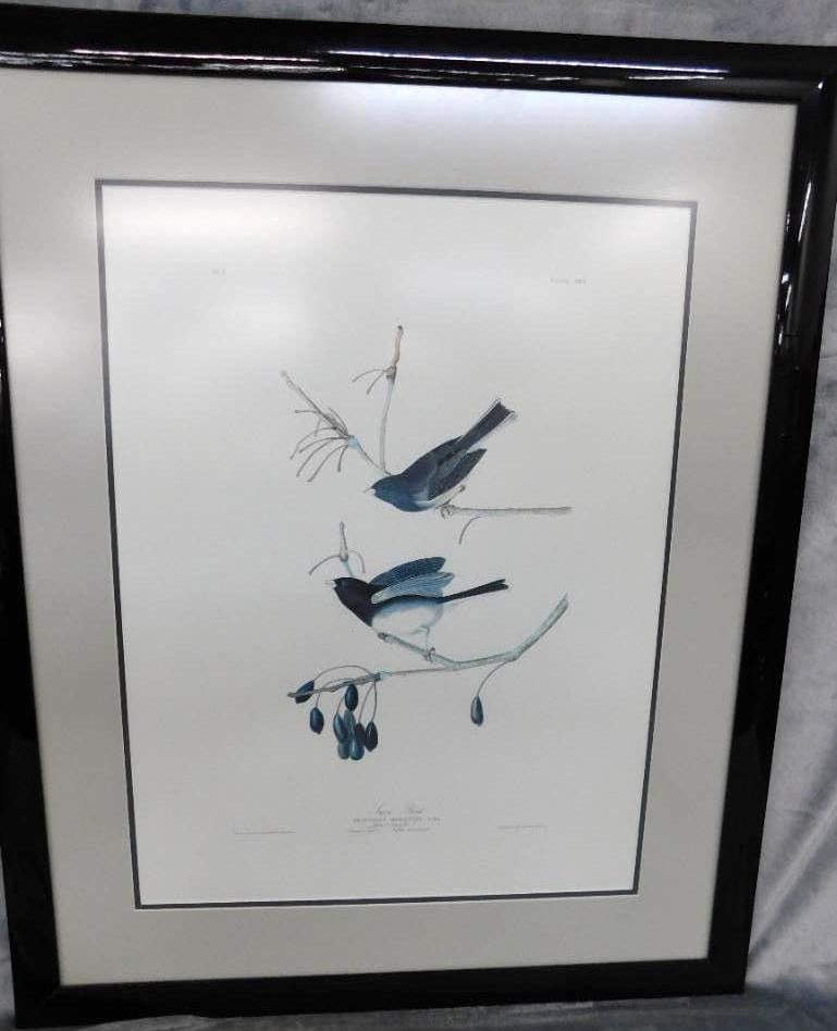 Audubon Print - No. 3 Plate XII - "Snow Birds" - 33" x 27": See Photos For Condition and Details