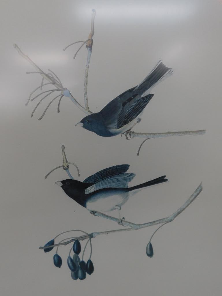 Audubon Print - No. 3 Plate XII - "Snow Birds" - 33" x 27" - 2