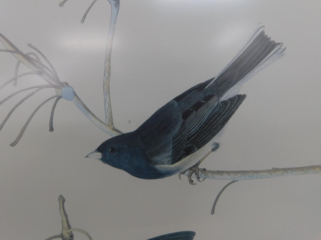 Audubon Print - No. 3 Plate XII - "Snow Birds" - 33" x 27" - 8