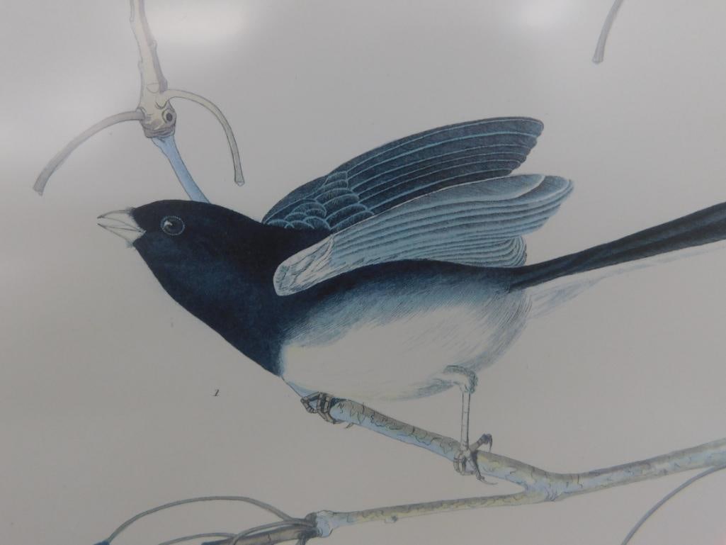 Audubon Print - No. 3 Plate XII - "Snow Birds" - 33" x 27" - 9