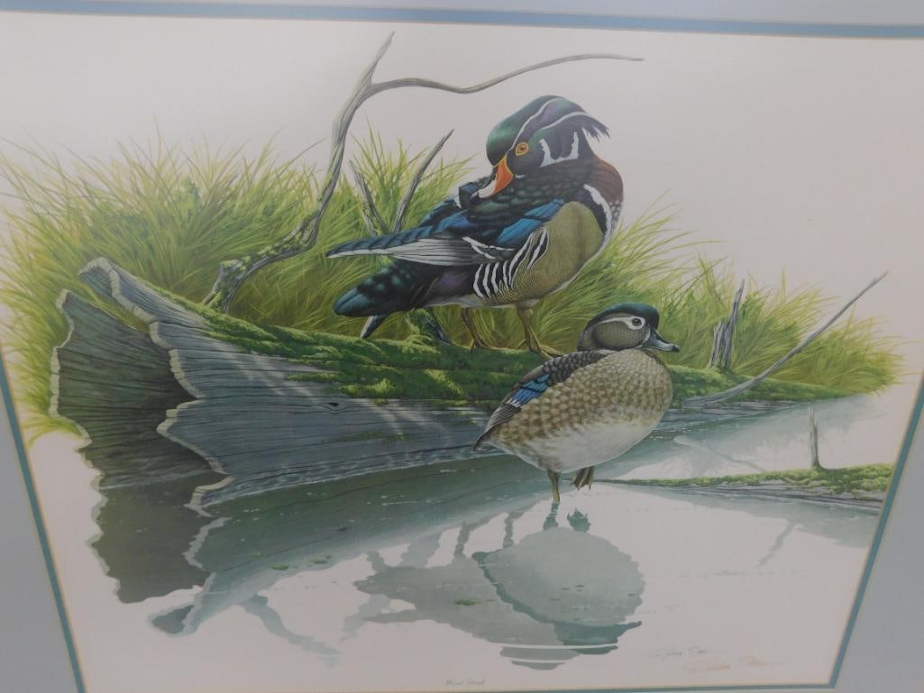 Signed Print - Richard Sloan - "Wood Duck" - 31.5" x 36.5" - 10